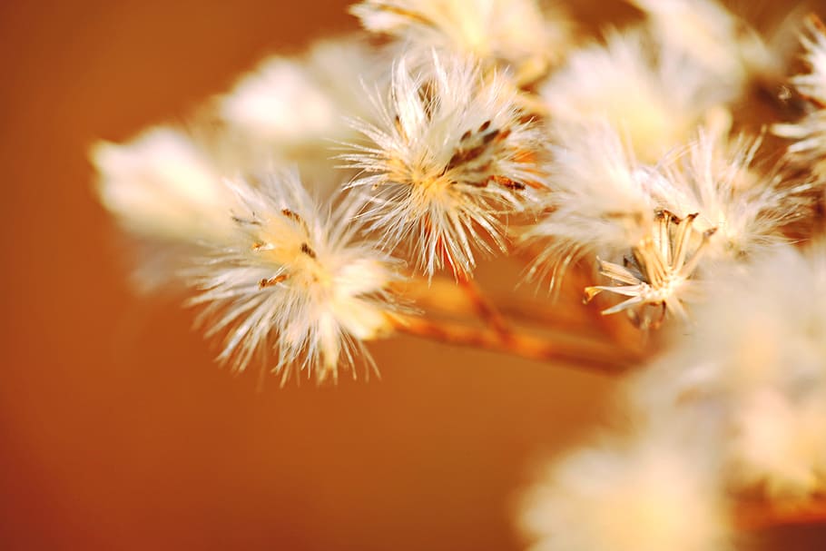 nature, plant, orange, soft, flower, white, smooth, flowering plant HD wallpaper