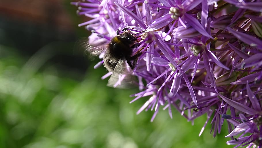 flowers, bloom, purple, bee, garden, nature, flora, summer HD wallpaper