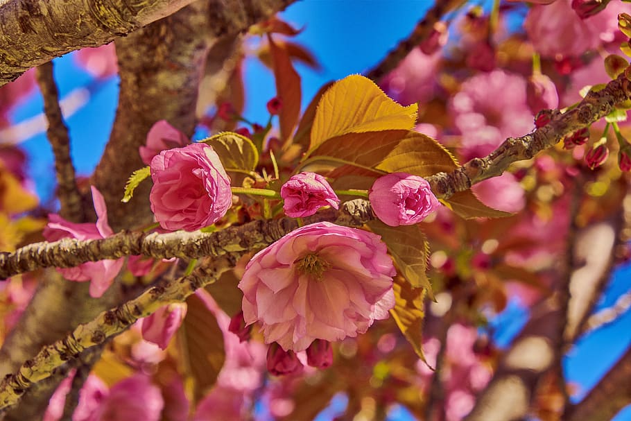 flower, cherry, tree, branch, flowering, plant, outbreak, colorful HD wallpaper