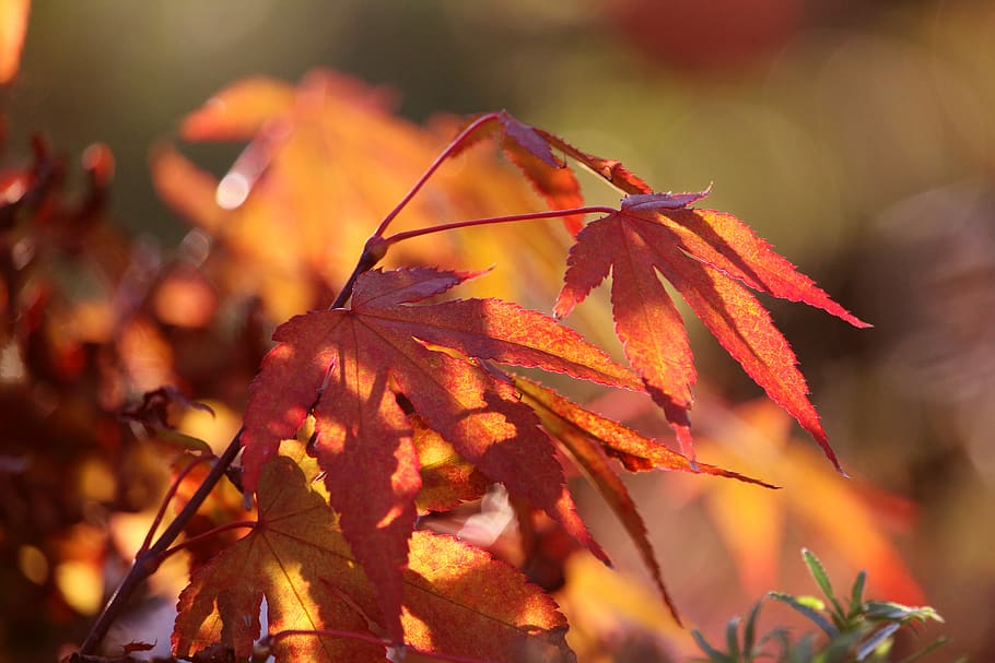 japanese maple, autumn, leaf, maple leaf, colorful, plant, nature HD wallpaper