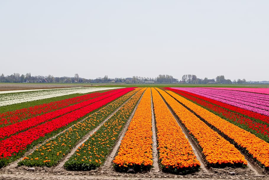 HD wallpaper: bulbs, bulb fields, tulips, colors, netherlands, holland ...