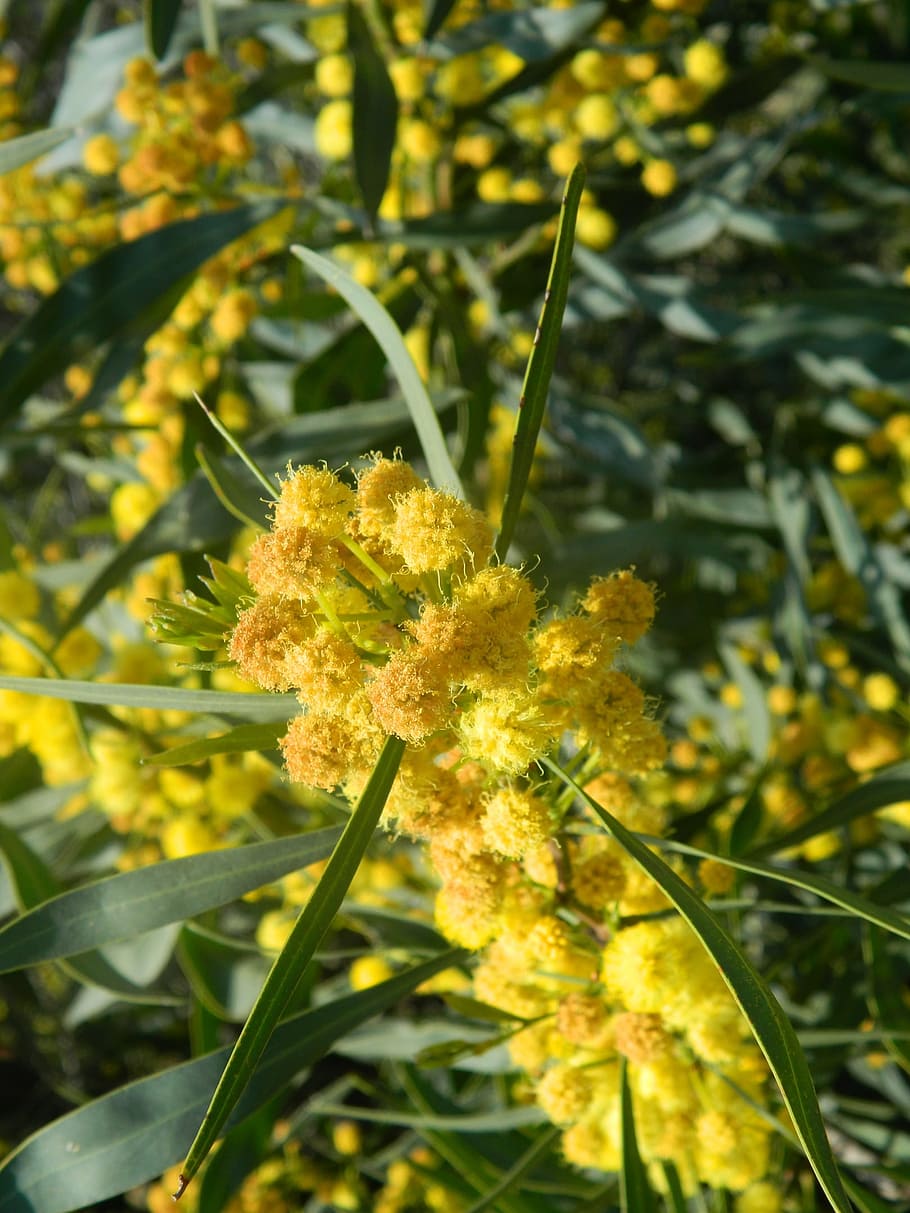 yellow, flower, flowers, tree, plant, nature, plants, trees HD wallpaper