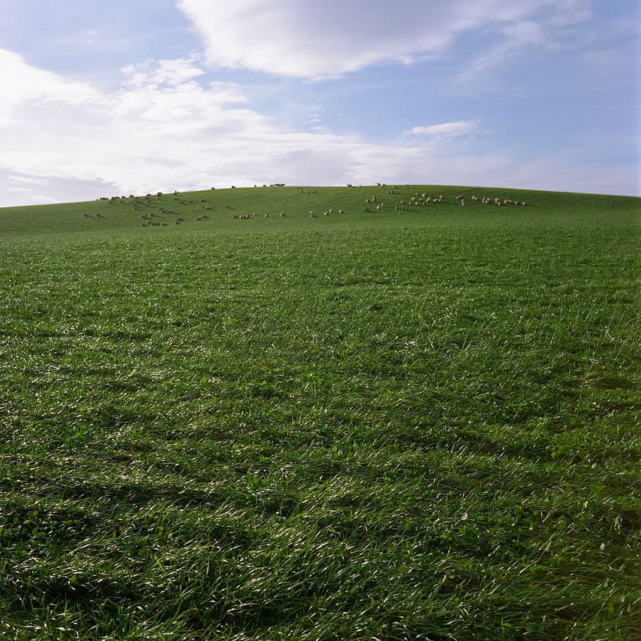 united kingdom, stonehaven, grass, green, scotland, background, HD wallpaper