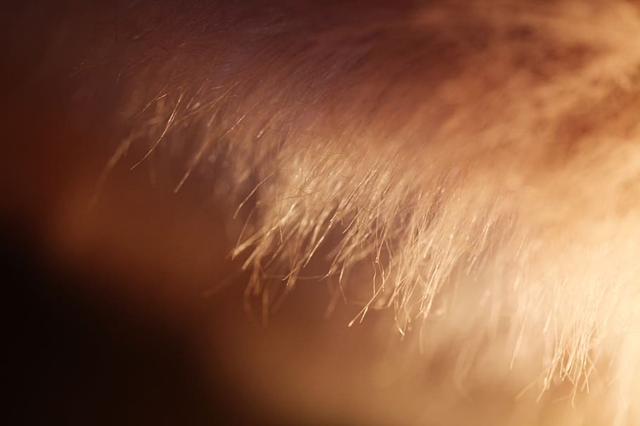 concept, texture, brown, close-up, hair, nature, human hair HD wallpaper