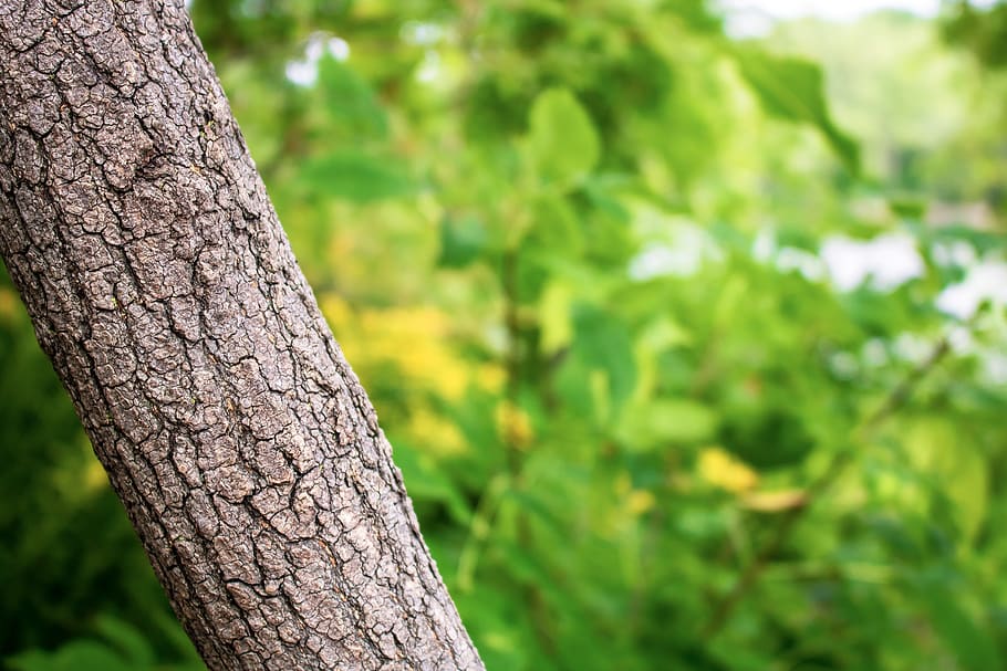 tree, forest, leaves, trees, nature, landscape, path, green HD wallpaper
