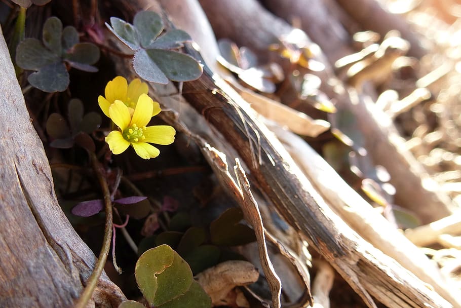 blossom, bloom, mini, flower, macro, small, close up, yellow HD wallpaper