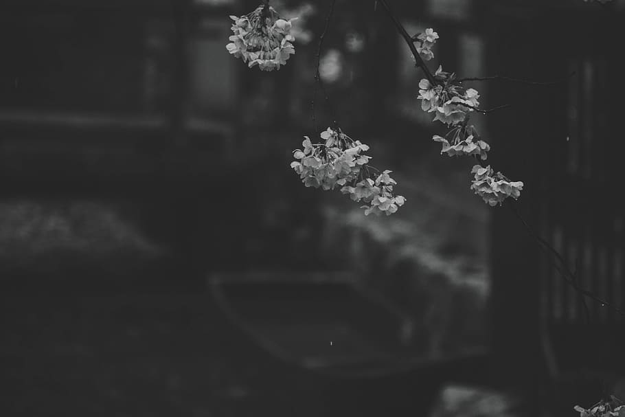 japan, kyoto, blossoms, greyscale, grayscale, trees, emotion, HD wallpaper