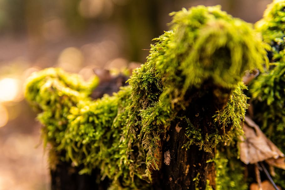 moss, branch, forest, nature, aesthetic, green, tree, wood HD wallpaper