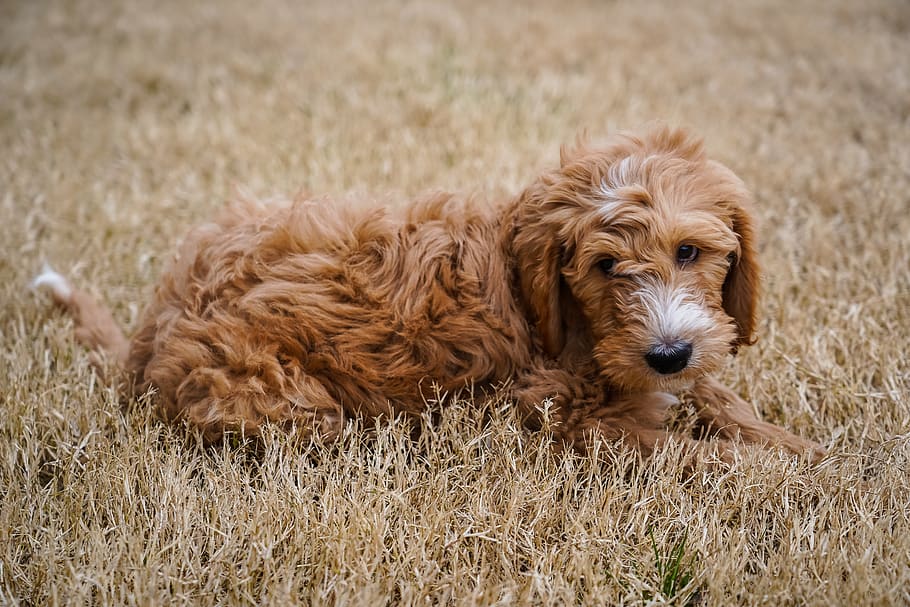 medium-coated tan dog, canine, pet, mammal, animal, puppy, spaniel HD wallpaper