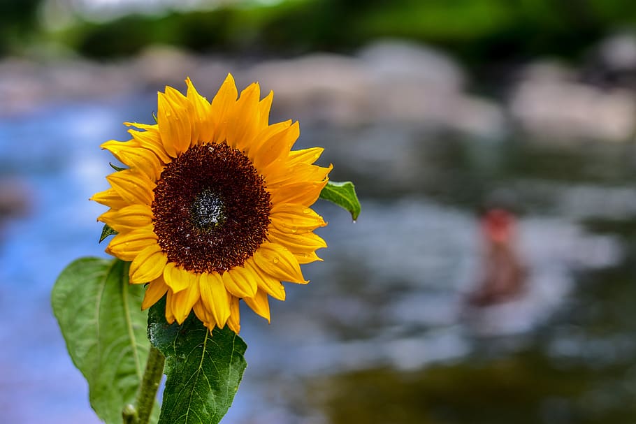 sunflower, nature, spring, flowering plant, freshness, vulnerability HD wallpaper