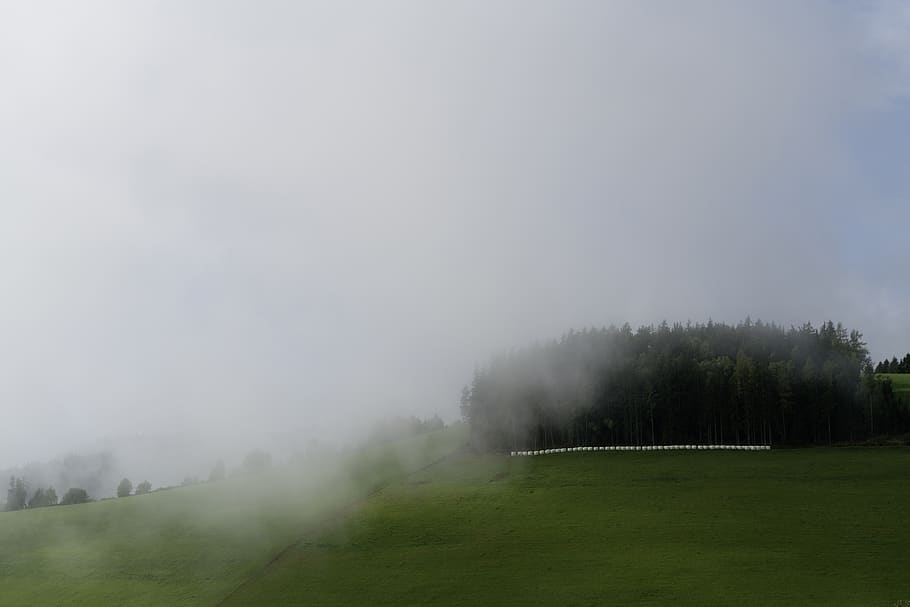 austria, diex, fog, tranquil scene, plant, beauty in nature HD wallpaper