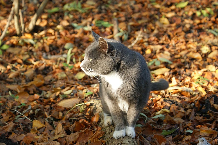 cat, picnic, natural, expensive, denmark, silence, idyll, forest path HD wallpaper