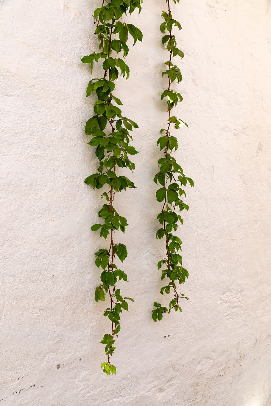 green, plant, white, wall, texture, leaves, hang, plant part HD wallpaper