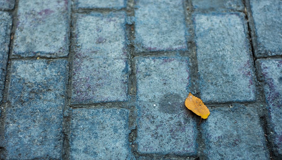 iran, tehran, darrous, leaf, homeless, no people, day, plant part HD wallpaper
