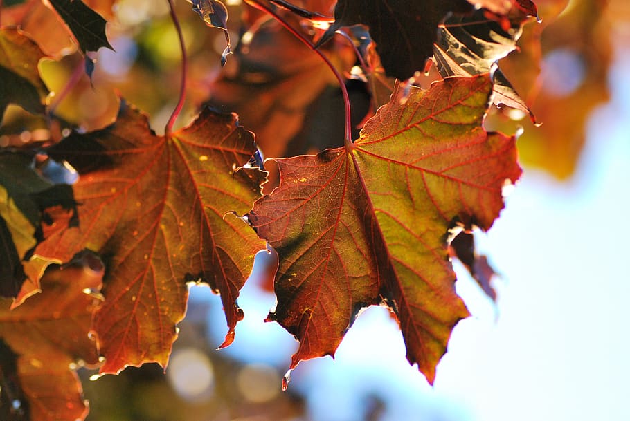 maple leaf, maple leaves, summer, hot, autumn, nature, tree HD wallpaper