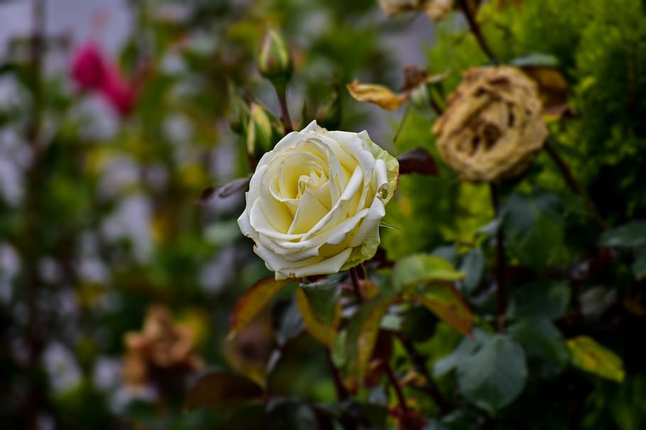 rosa, white, romantic, beautiful, flower, flowering plant, beauty in nature HD wallpaper