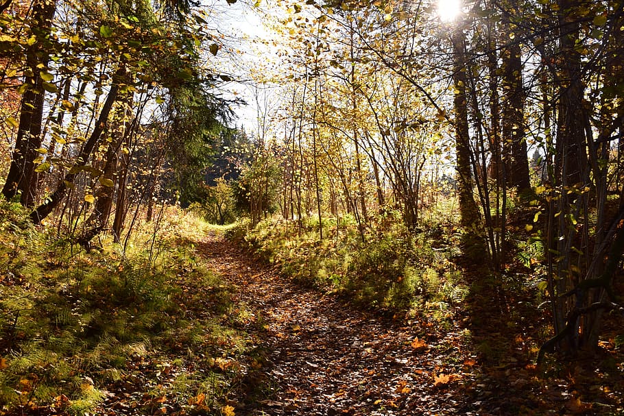 nature, autumn, fall, landscape, forest, trees, leaves, light HD wallpaper