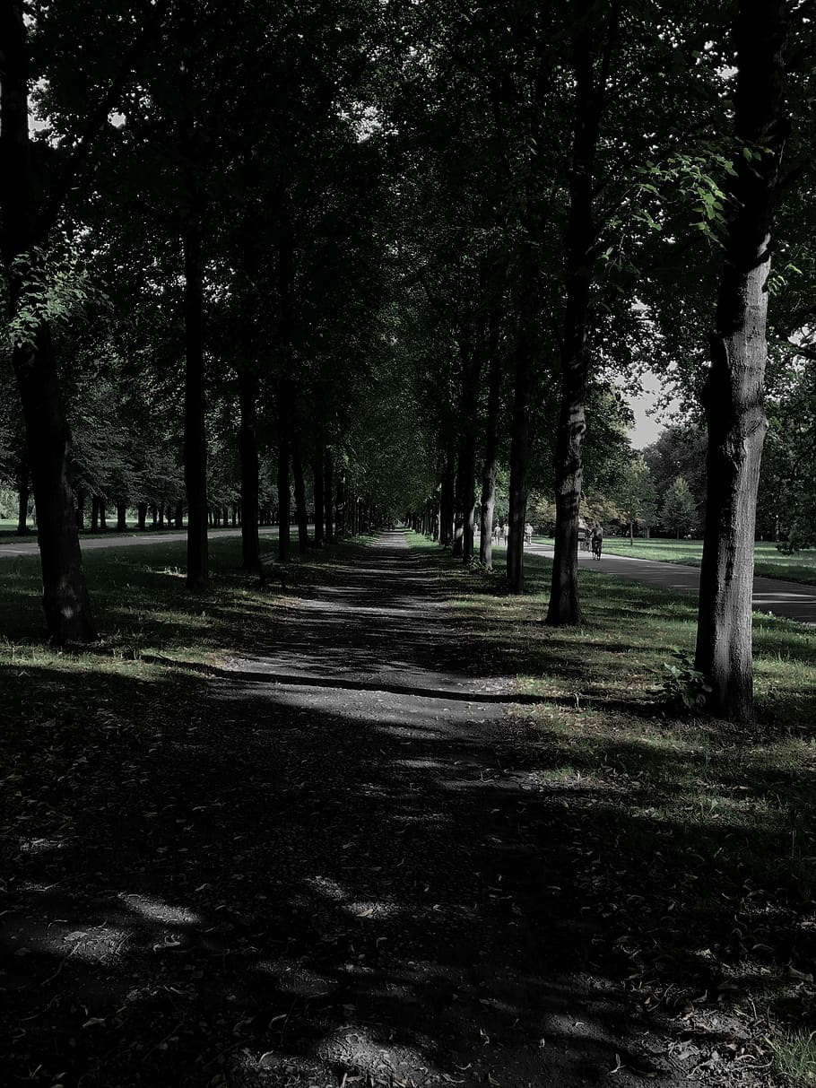 germany, hanover, tree, plant, tranquility, direction, the way forward HD wallpaper