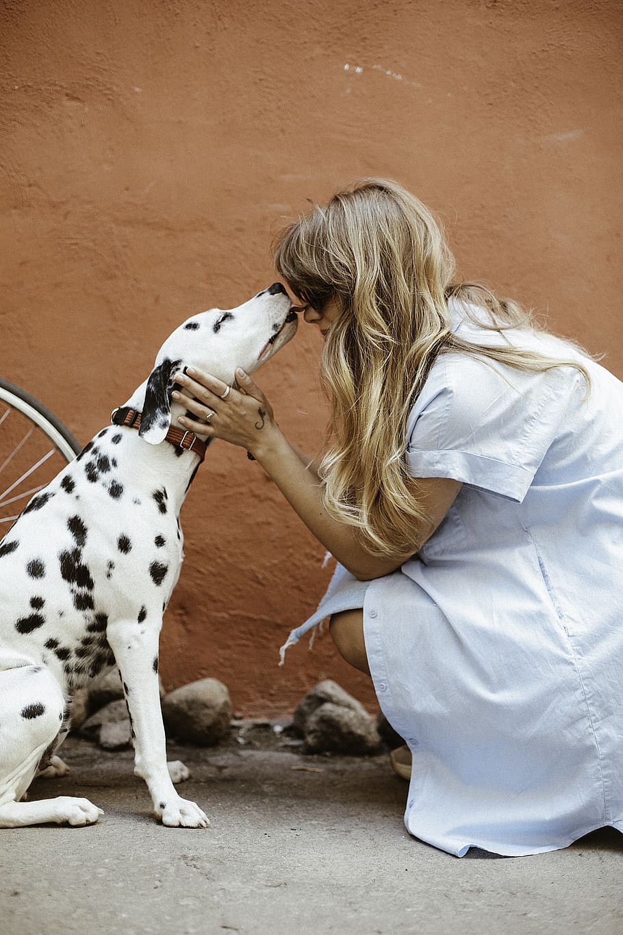Adult Black and White Dalmatian Licking Face of Woman, beautiful