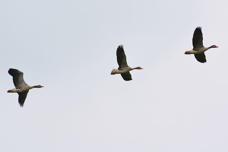 geese, flying, sky, nature, animal world, bird, animal wildlife HD wallpaper