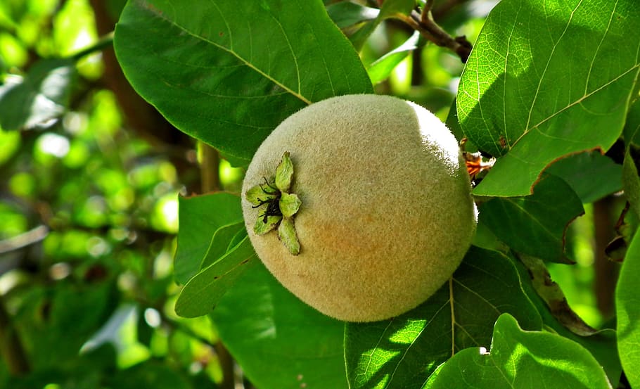 fruit, quince, tree, hairy, leaf, closeup, nature, plant part HD wallpaper