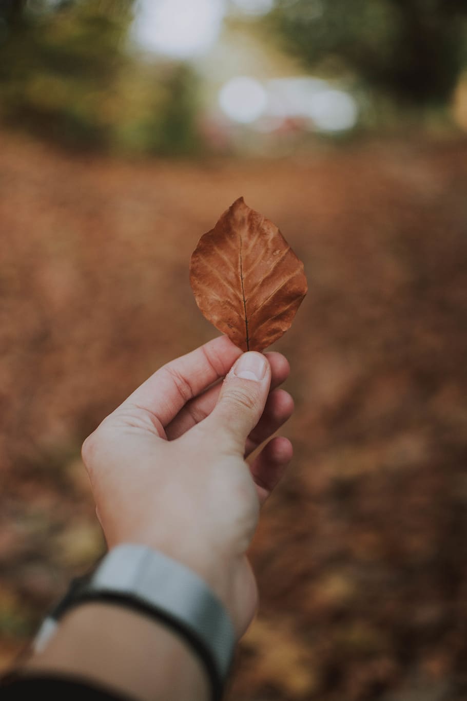 Person Holding Dried Leaf, beautiful, blur, brown, daylight, dry HD wallpaper