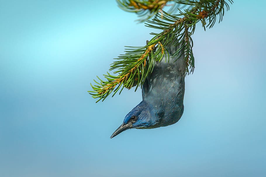 blue bird perched of twig during daytime, tree, beak, wing, feather HD wallpaper