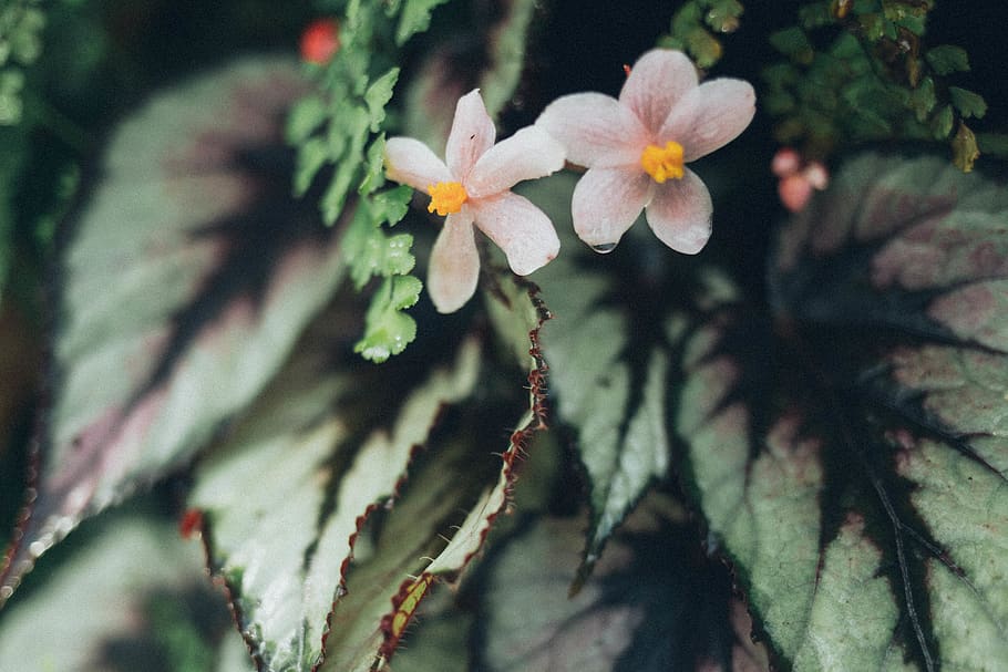 Close-Up Photo of White Flowers, 4k wallpaper, bloom, blooming HD wallpaper