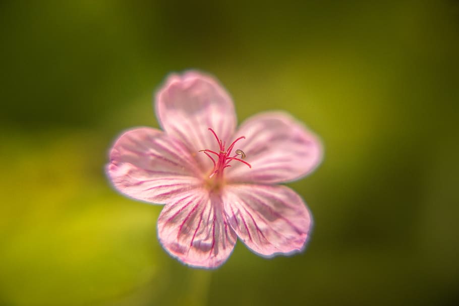 flower, macro, soft, pink, yellow, nature, patrick hendry, flowering plant HD wallpaper
