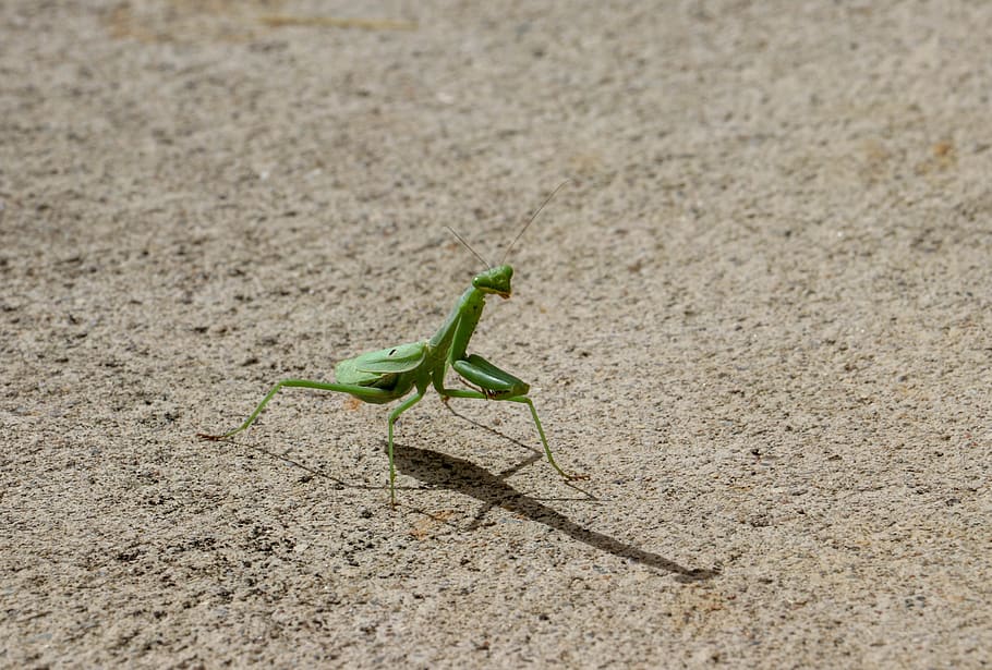 praying, mantis, green, garden, insect, animal themes, one animal HD wallpaper