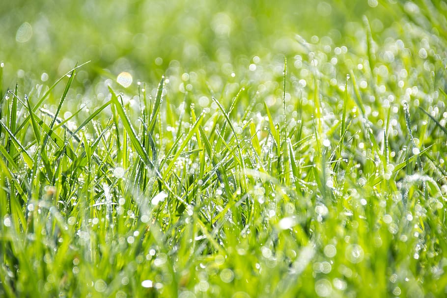 nature, grass, ground, wet, rain, water, droplets, bokeh, green HD wallpaper