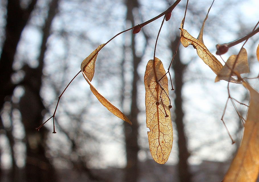 tree, nature, leaf, dry leaves, season, branch, winter, at the court of HD wallpaper