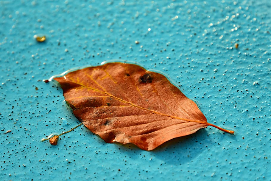 autumn leaf, vein, pattern, swimming pool, water, liquid, plant part HD wallpaper