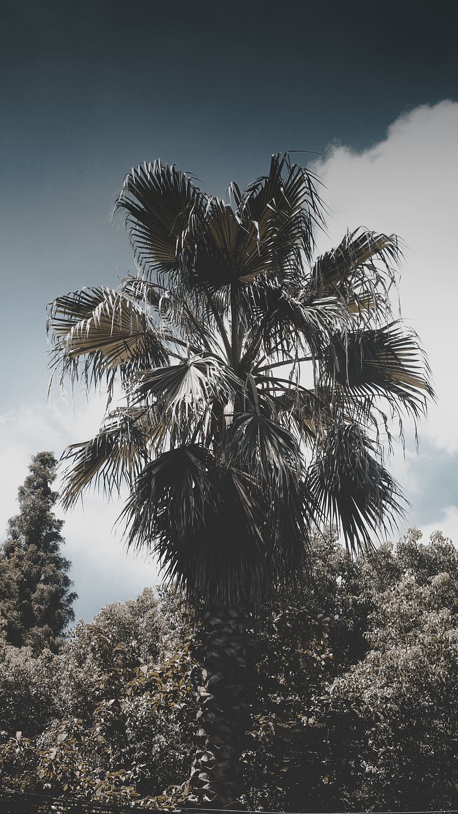 china, shanghai, palm tree, tropical climate, plant, sky, low angle view HD wallpaper