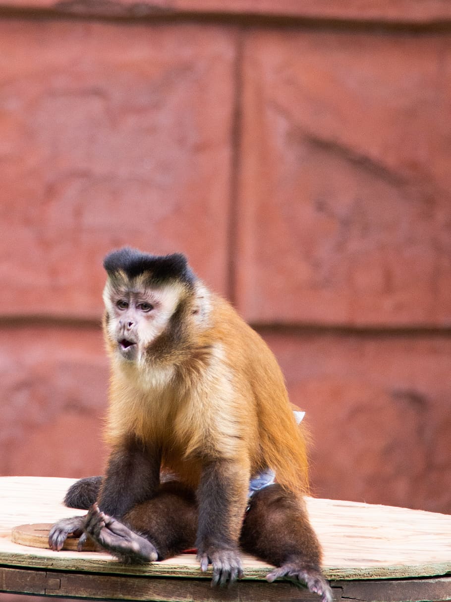 zoo, monkey, animal, primates, the world of animals, mammals HD wallpaper
