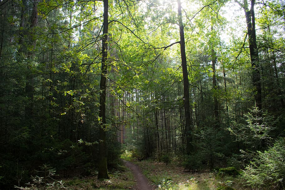 nature, trees, forest, landscape, vote, wood, fairylike, mysterious HD wallpaper