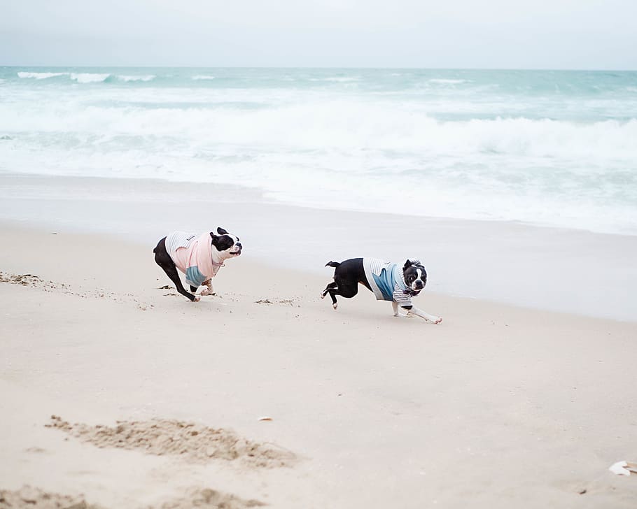 two dogs running on seashore, animal, canine, mammal, pet, bulldog HD wallpaper