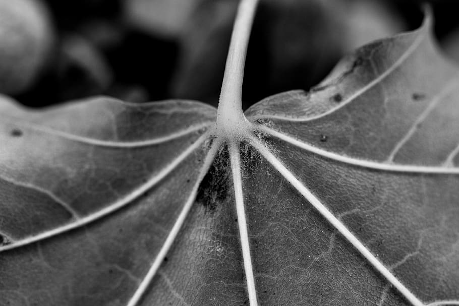 macro, leaf, nature, close up, flower, spring, garden, color, HD wallpaper