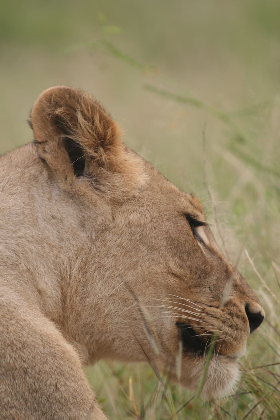 brown lioness, mammal, animal themes, one animal, lion - feline HD wallpaper