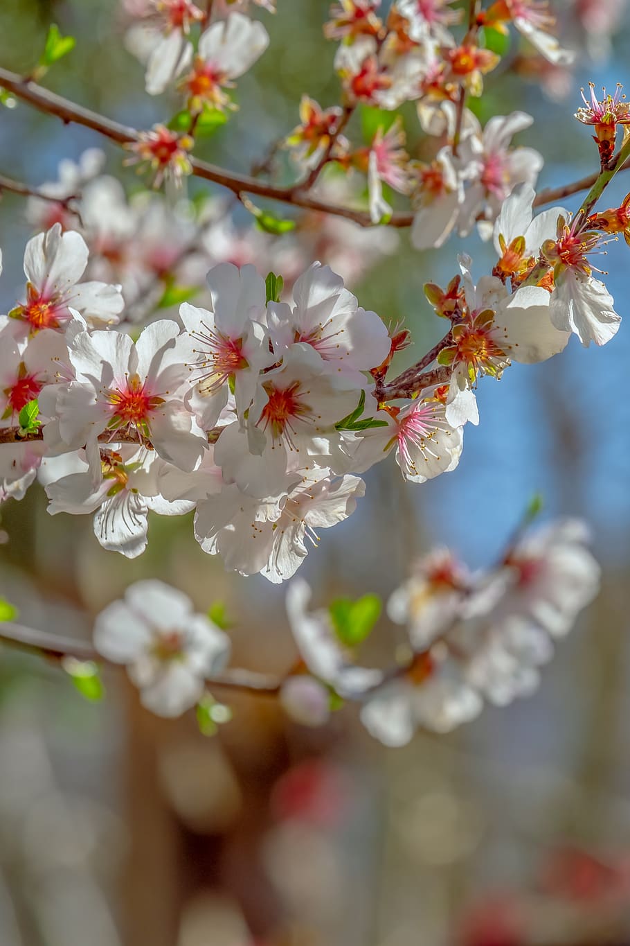 japanese cherry, tree, spring, branch, cherry blossom, bloom HD wallpaper