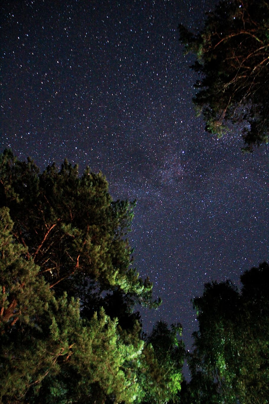 green leafed tree, night, star - space, astronomy, plant, sky HD wallpaper