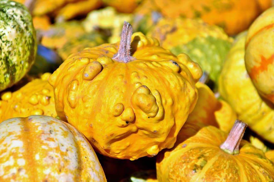 pumpkin, fruit, autumn, cucurbita maxima, choose, large, huge HD wallpaper