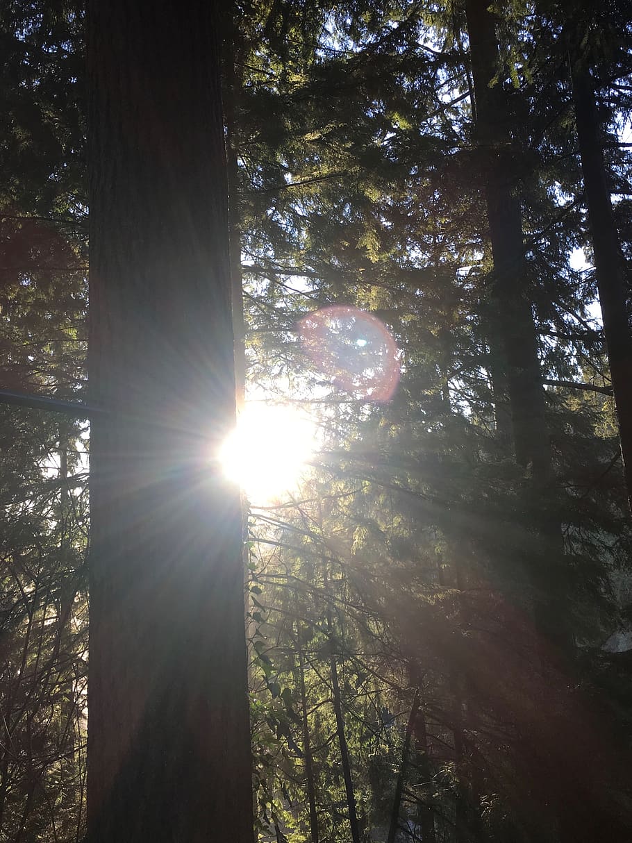 canada, north vancouver, tree, sunlight, plant, forest, lens flare, HD wallpaper