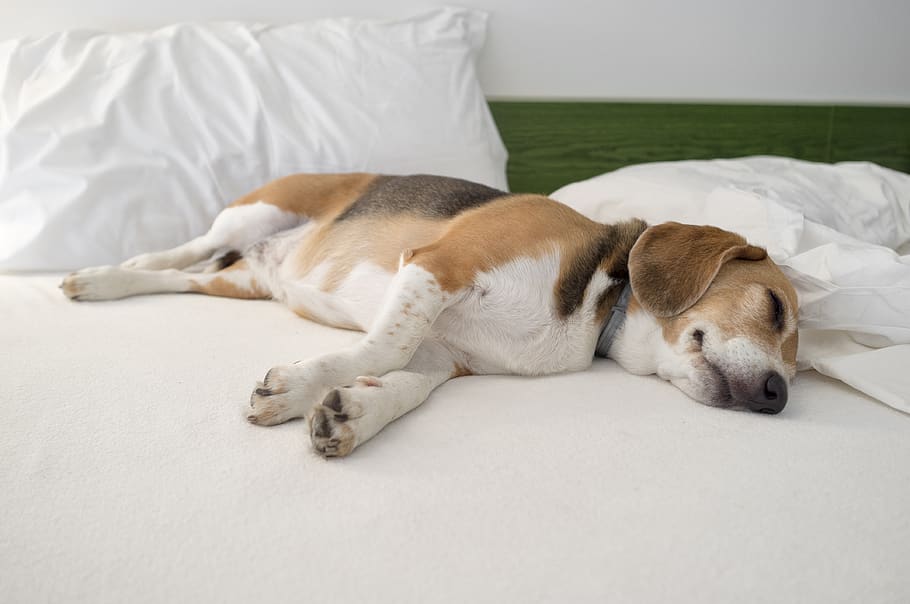 beagle, dog, animal, cute, friend, mammal, breed, love, hound HD wallpaper