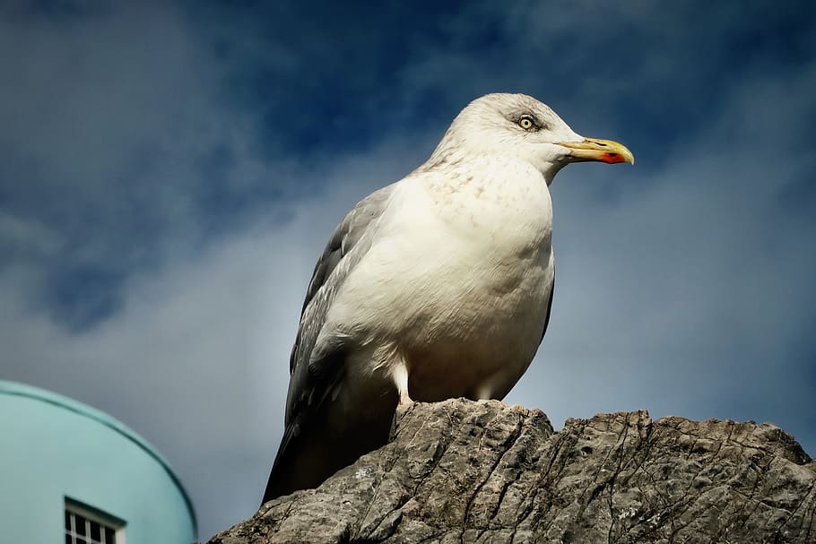 seagull on gray rock, one animal, animal themes, bird, animal wildlife HD wallpaper
