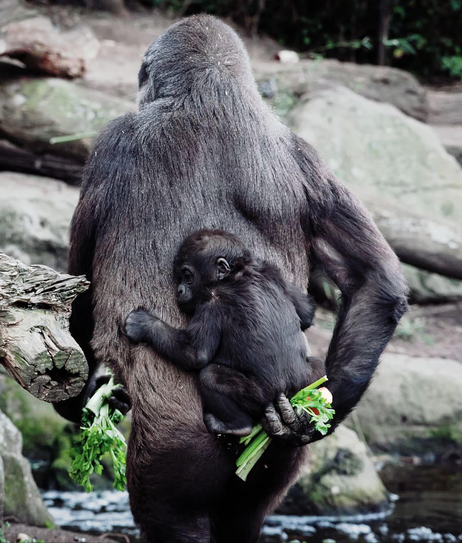 primate carrying young one on back, australia, taronga zoo, mosman HD wallpaper