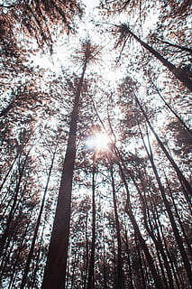 light, flare, sunlight, tree, plant, nature, fir, abies, utility pole HD wallpaper