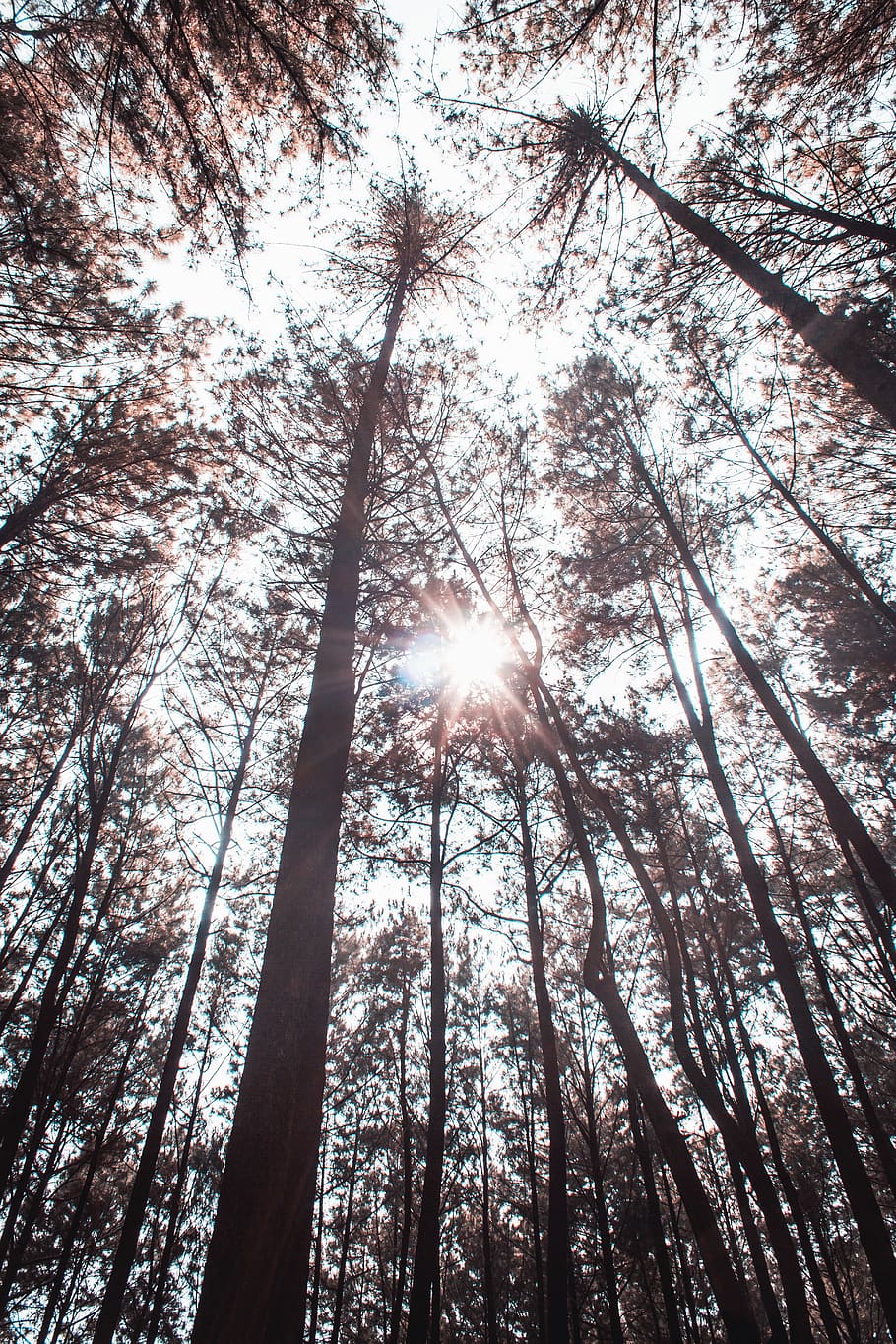 light, flare, sunlight, tree, plant, nature, fir, abies, utility pole HD wallpaper