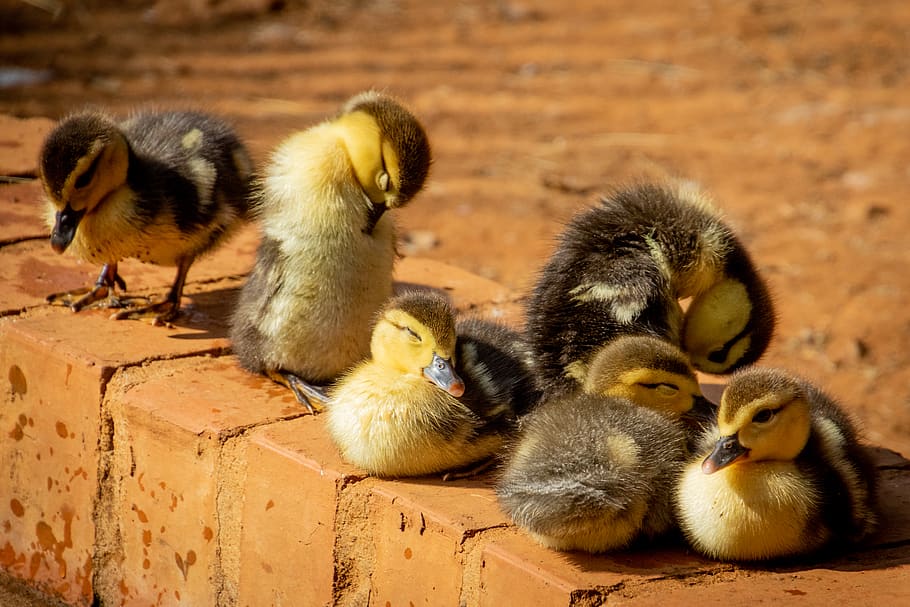 Selective Focus Photo of Flock of Ducklings Perching on Gray Concrete Pavement HD wallpaper