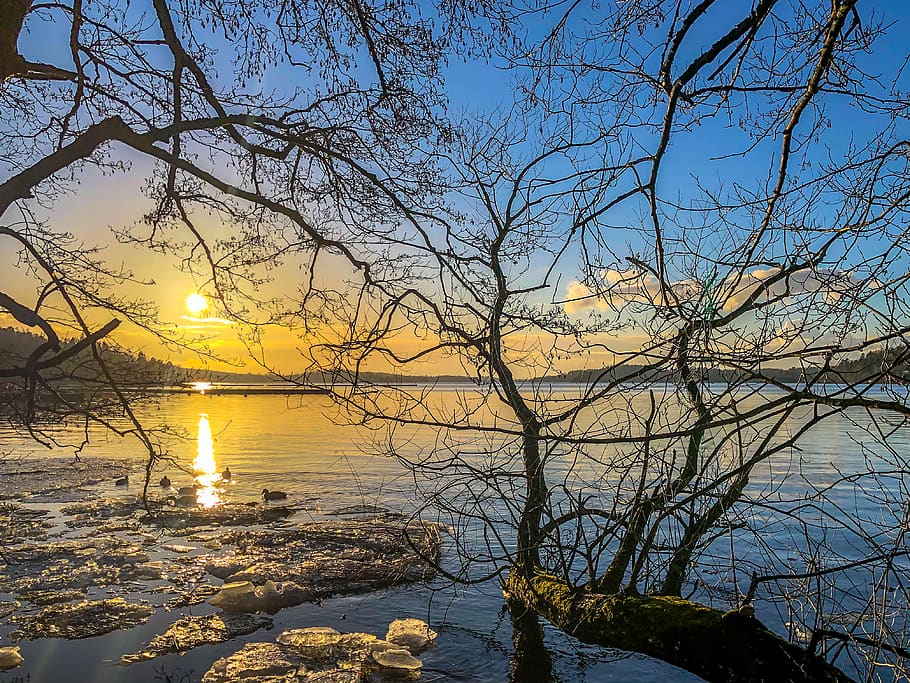 leafless tree, nature, outdoors, land, water, sunlight, flare HD wallpaper